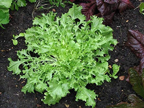Semi Indivia Verde arricciato Ruffec Giardino Camere non OGM Tasty Festive Foglie Cuore Bianco (App 300 Seeds nessun inseguimento)