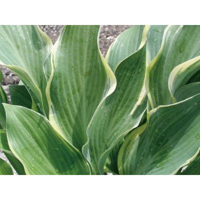 M{EV([)zX^ETKG(劔)O ͍] A N