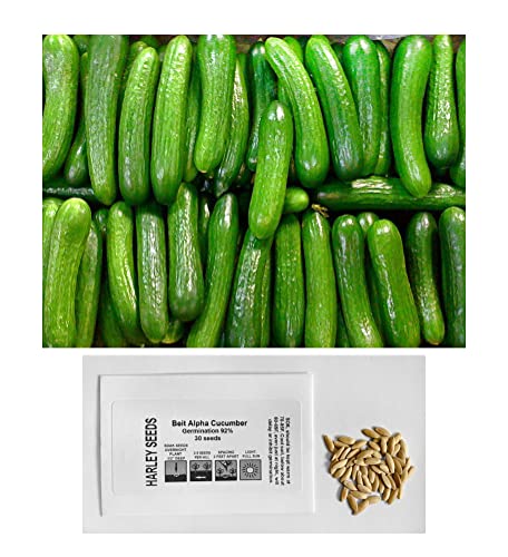 30 Persian Beit Alpha Lebanese Cucumber Seeds Heirloom Non GMO