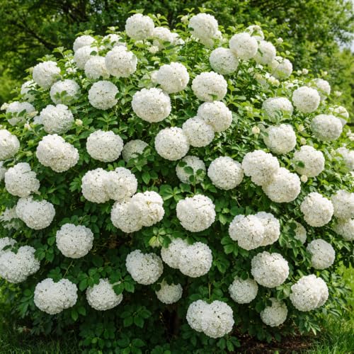 Old Fashion Snowball Viburnum Plant White Viburnum Shrub 6 Seedlings for Planting - Bountiful Snowball Shaped White Blooms (1 Seedling) (1)