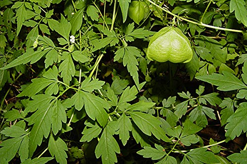 Shop 360 Garden Rare Herbal Plant Seeds Khanphata Mudakathan Keerai Balloon Vine Cardiospermum Halicacabum Plant Seeds Pack Of 50 Seeds Amazon In Garden Outdoors