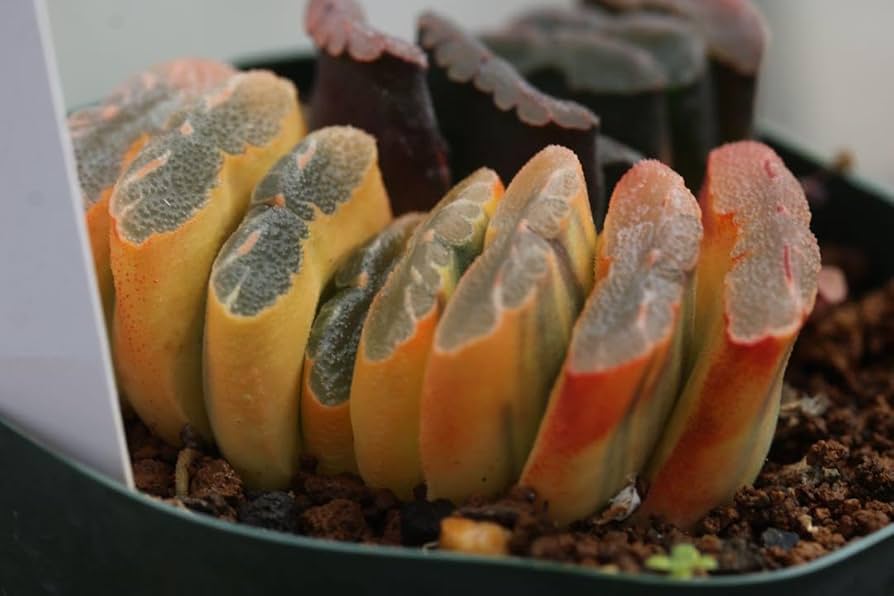 Amazon.co.jp: 多肉植物 ハオルチア 玉扇錦 極上斑入り : ホーム