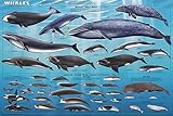 Feenixx Whales Educational Poster 36 x 24in