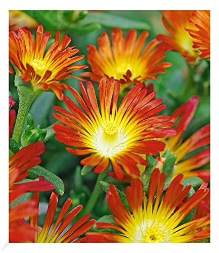 BALDUR Garten Winterharte Eisblume Fire Wonder, 3 Pflanzen, Delosperma...