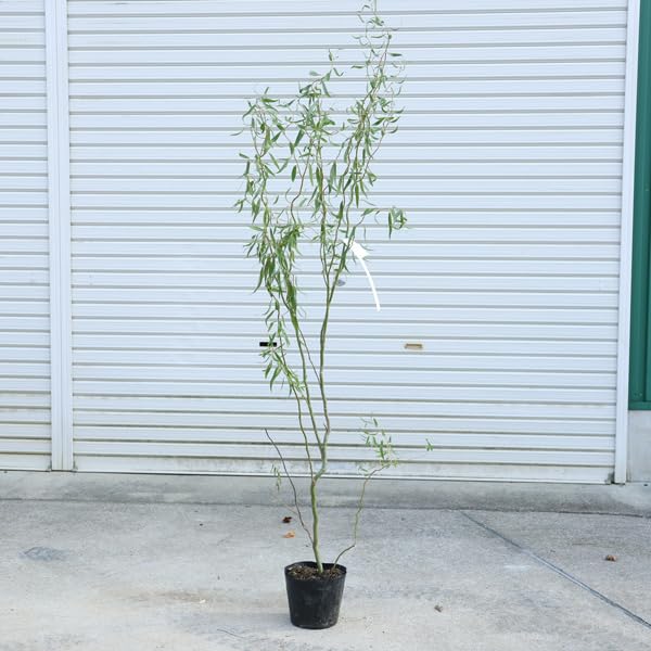 Amazon.co.jp: 庭木・植木 苗木 花材：雲竜柳（うんりゅうやなぎ