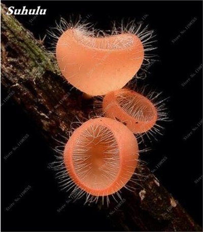 Nuevo hongo especial, raro, divertido, suculento, vegetal fitosanitario, setas comestibles, adorno