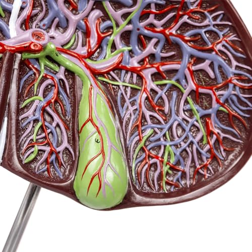 Image of EVOTECH SCIENTIFIC Deluxe Human Liver Anatomical Model, 2 Parts 1.5X Enlarged Human Liver Anatomical Model for Medical Teaching Learning Research Education Display