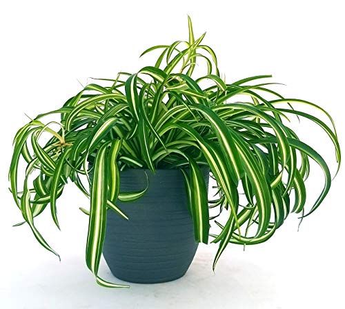 POWERS TO FLOWERS - CHLOROPHYTUM, FALANGIO IN VASO CERAMICA ANTRACITE A RIGHE XXL, pianta vera