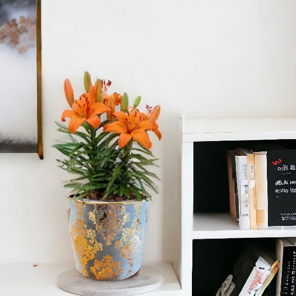 Garden Art Round Ceramic Flower Pot Planter (Gold+Grey) (Dia-5.3 Inch) | for All Kind of Flower and Other House Plants Indoor and Outdoor Dedcor(GA133B-096-GG) (B0CHMSX685) Amazon Price History, Amazon Price Tracker