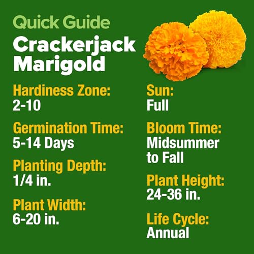 Image of HOME GROWN Marigold Seeds Bulk Mix - 5600+ Crackerjack Marigold Flower Seeds for Planting Outdoors -Flowers Seed for Companion Planting -Wildflower African Marigold(Tagetes erecta)