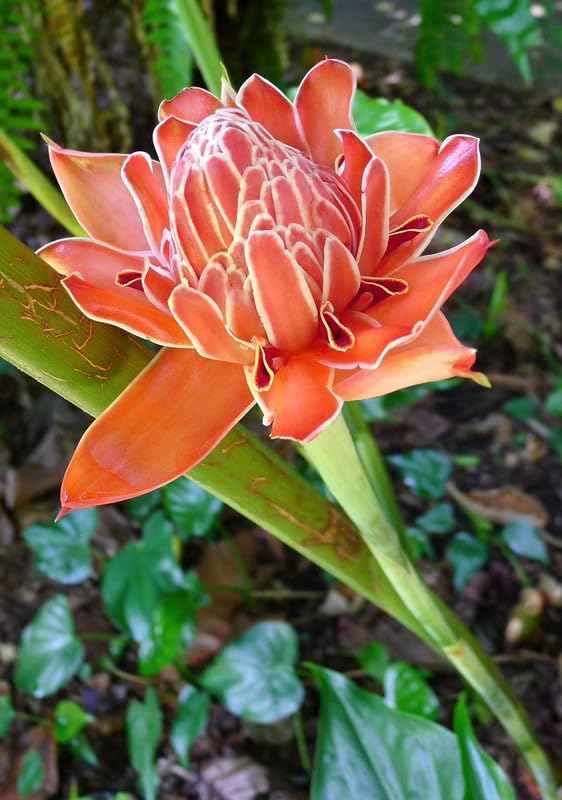 See full amazon price history chart for Ritz Farming Torch Ginger Lily Flower Bulbs | Orange Flowering bulbs for Gardening Pack of 1 bulbs Ritz Farming Torch Ginger Lily Flower Bulbs | Orange Flowering bulbs for Gardening Pack of 1 bulbs (B0CTHQMR4V) Amazon Price History, Amazon Price Tracker