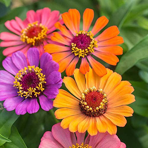 Zinnia Forecast (Zinnia Elegans) 1 Packet (40 Seeds) by Thompson and Morgan