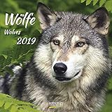  Wölfe (BK) 228519 2019: Broschürenkalender mit Ferienterminen. Fasziniernde Bilder von Wölfen. 30 x 30 cm