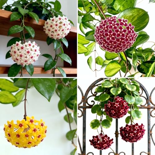 CarpetC 300+ Mixed Hoya Seeds for Planting Wax Plant Fragrant Trailing Perennial Non-GMO Heirloom Vine for Indoor Planters Hanging Baskets & Home Garden