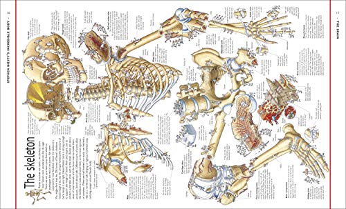 Stephen Biesty's Incredible Body Cross-Sections