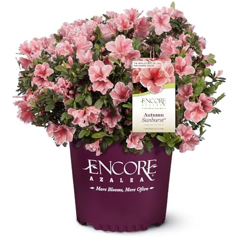 Encore Azalea Autumn Sunburst Azalea, 2 Gallon, Pink with Ivory Edges Cover