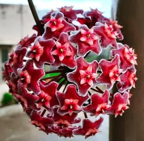Image of Florona Rare Hoya Carnosa 'Red ' 1 Live Plant on Pot | Indoor Plants For Home | Flower Plant | Live Plants Indoor | Air Purifying Plant | Live Plant With Pot For Home Garden