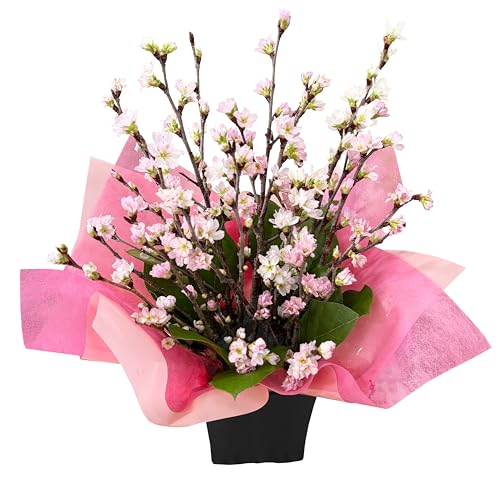 Amazon.co.jp: 花のギフト社