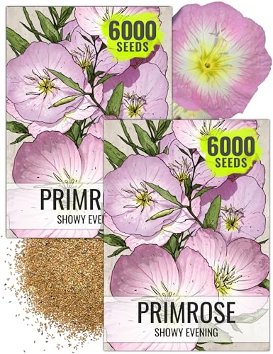 Seed Needs Showy Evening Primrose Seeds for Planting - Heirloom & Open Pollinated Perennial Flower Seed to Plant a Butterfly Garden (2 Packs)