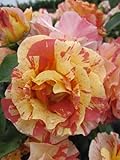 orange Edelrose Alfred Sisley® - Rosa Alfred Sisley® - Malerrose - Delbart Rose