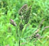 100+ Seeds Pcs Seeds Orchard Grass Dactylis Glomerata Cock S Foot and Cat Grass Droughtshade Tolerant Perfect Source of