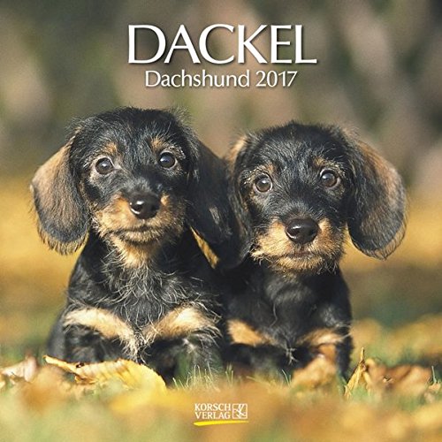 Dackel 2017: Broschürenkalender mit Ferienterminen Dackel 2017: Broschürenkalender mit Ferienterminen