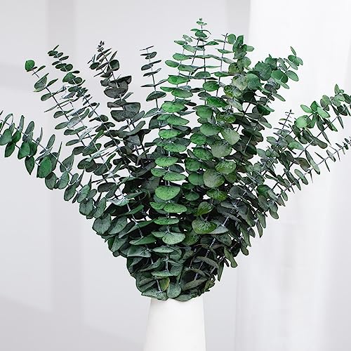 16 Pcs Dried Eucalyptus Stems, 17'' Natural Fresh Eucalyptus Leaves Branches Hanging for Shower, Preserved Real Plant Live Greenery for Home SPA Wall Bathroom Wedding Party Vase Decor