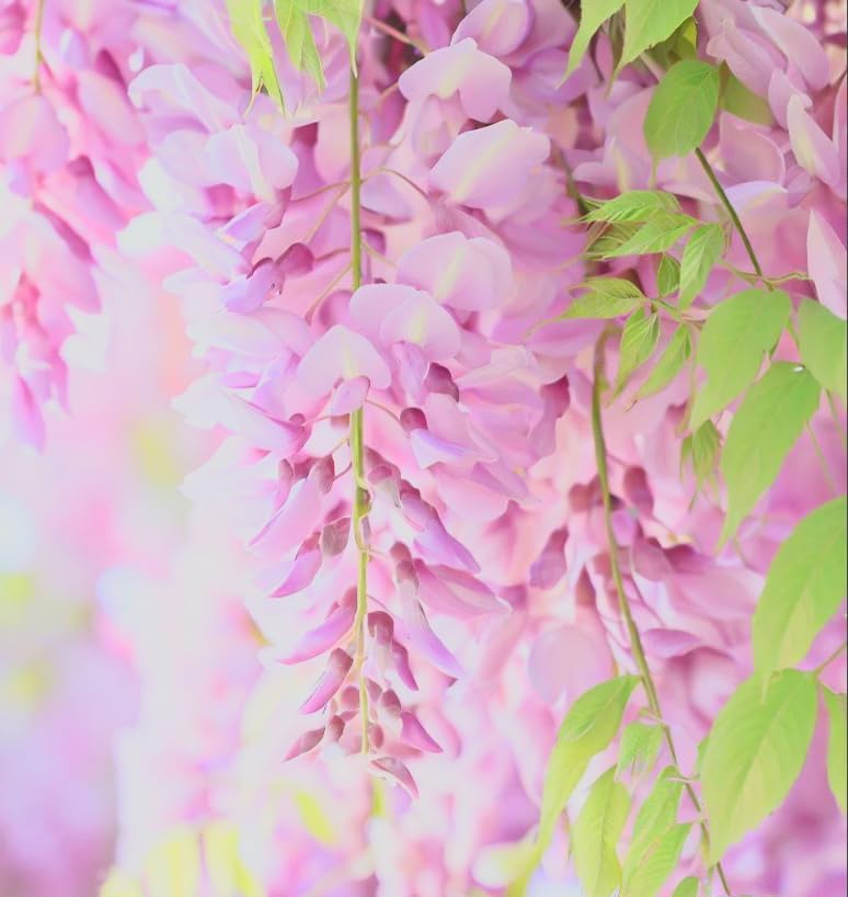 Pink Wisteria Vine Live Plant – Fragrant 18" Flowers,1-Year in Pot, Hummingbird Magnet