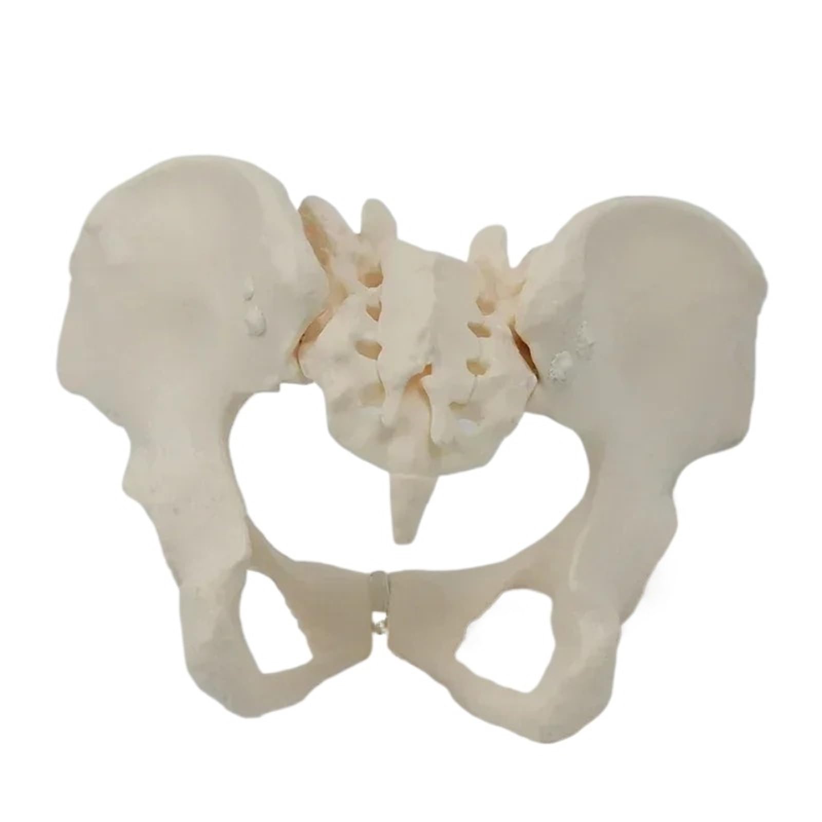 GTHTUHFD 1:1 Movable Pelvis Model Sacrum Hip Bone Female Pelvic Bone Can Bend Human Skeleton Anatomy Pelvic Floor Muscles