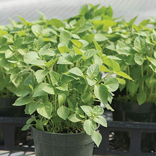 See full amazon price history chart for E Garden Holy Basil Seeds 150+ Organic Seeds Sacred Tulsi Kapoor Open-Pollinated High Yield Heirloom Non-GMO 87% Germination Rate E Garden Holy Basil Seeds 150+ Organic Seeds Sacred Tulsi Kapoor Open-Pollinated High Yield Heirloom Non-GMO 87% Germination Rate (B08TMYGG5C) Amazon Price History, Amazon Price Tracker
