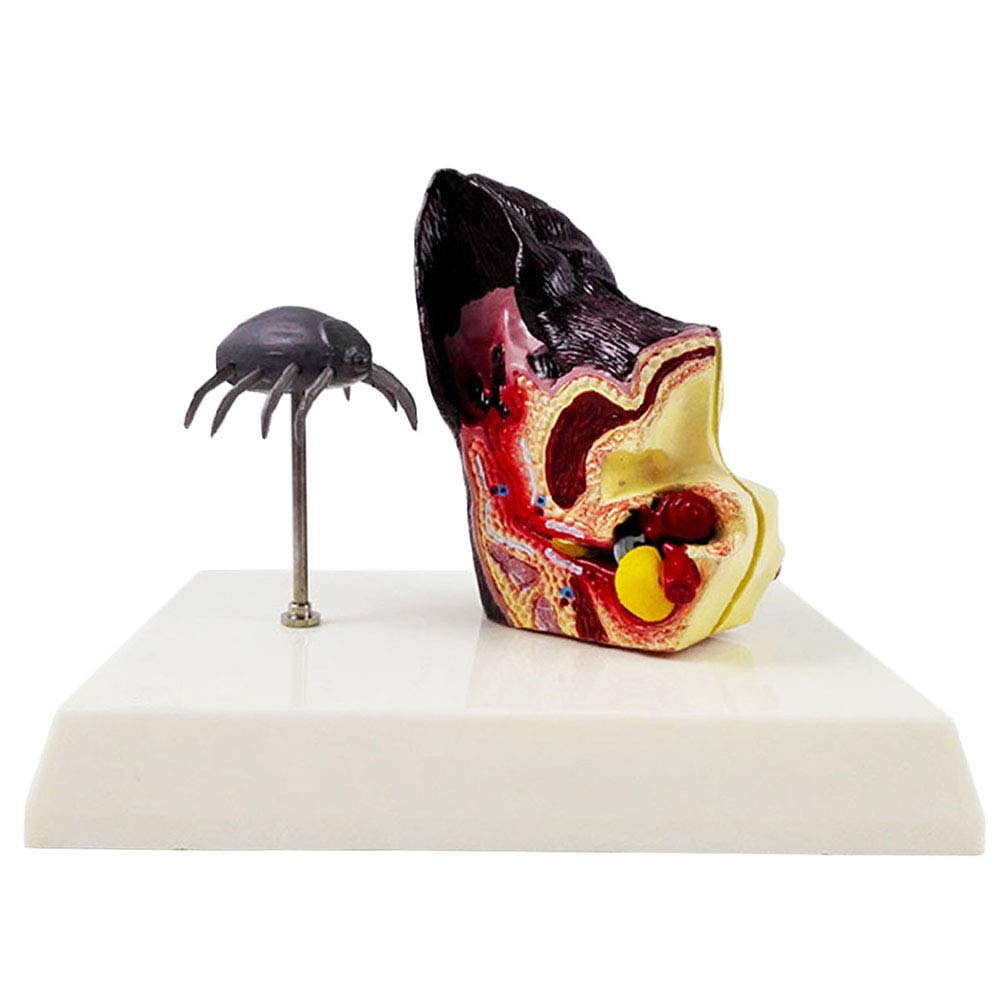 Sjdopulse Dog Ear Anatomical Model - Animal Organ Model Canine Ear Model - Flea Animal Canine Pet Normal Health And Infected Pathological Model - For Veterinary Medical Teaching