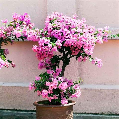 Mphmi Bougainvillea Dwarf (Pink) - Plant (B08SWMTR3N) Amazon Price History, Amazon Price Tracker