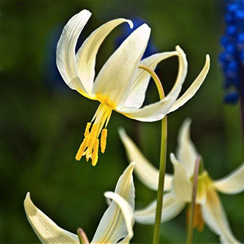Easy to Grow Erythronium Californicum White Beauty 3 Plant Bulbs - California Native Fawn Lily Flowers in Spring, Partial Shade Outdoor Zones 3-9
