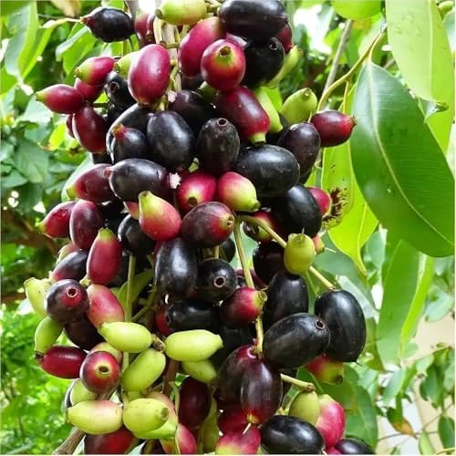 Image of Live Jamun Fruit Plant (Syzygium cumini) ? Black Plum Tree for Outdoor Gardening | Fast Growing, Healthy Live Plant ? Pack of 1