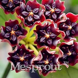 . Rare Hoya kerrii Bonsai Balcony Flower Hoya kerrii Bonsai Beautiful Garden Orchid Bonsai -100 pcs: 3: only Seeds