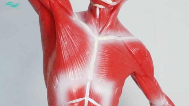 Image of Human Muscles Anatomy Model - Miniature Superficial Anatomical Muscular Movement System Model Mini 1 /4 Life Size Anatomical Reference Model for Medical Office & Professional Academic Institutions