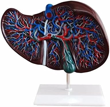 BoNew Human Liver Simulation Model Medical Anatomy PVC Plastic Natural Life Size