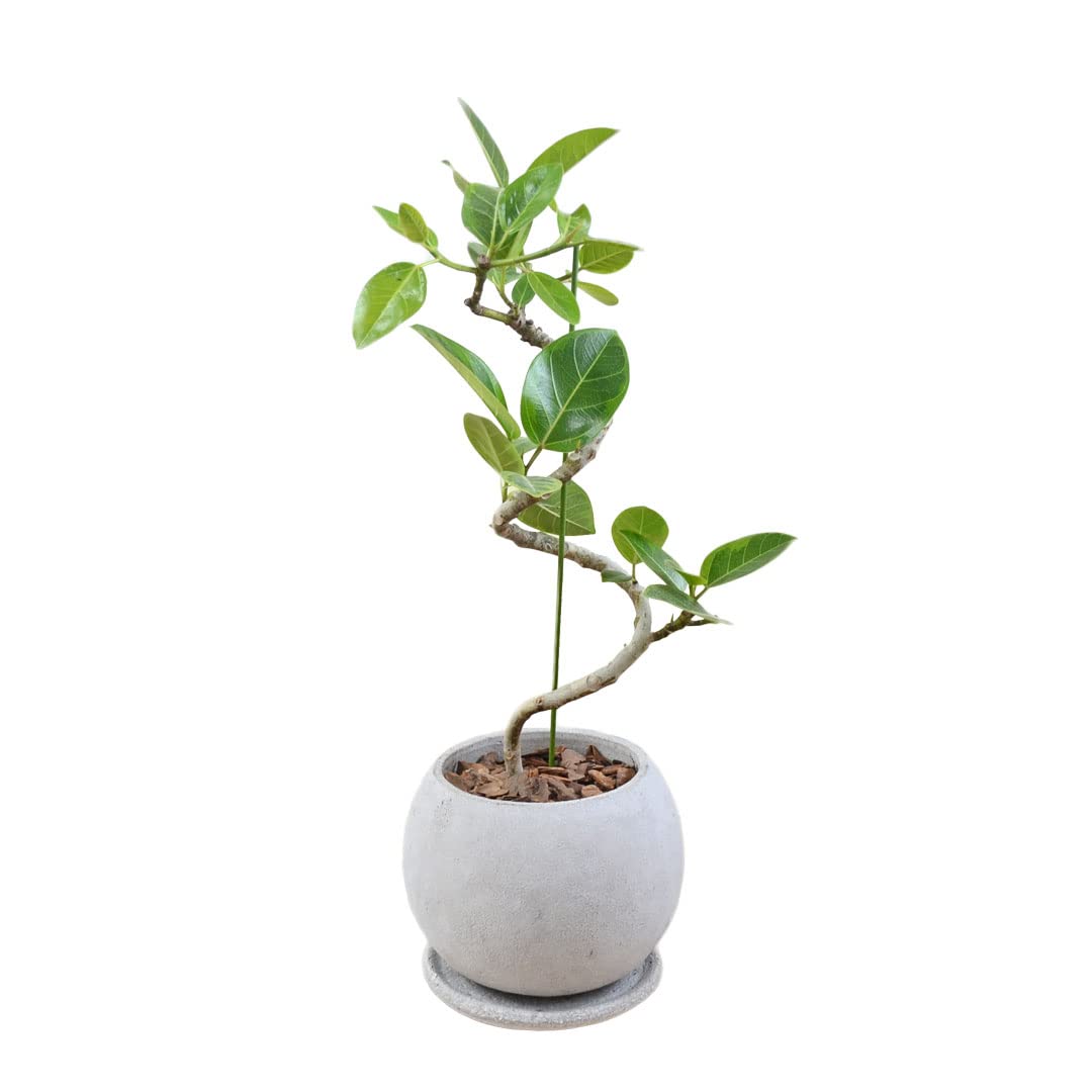 Amazon.co.jp: フラワーコーポレーション フィカス アルテシーマ