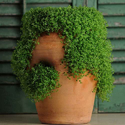 Outsidepride Corsican Ornamental Mini Mint Spreading, Mat Forming Ground Cover Plant Seeds - 25 Pellets #TOP1