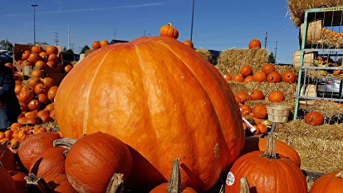 Reviews y listado de Calabaza gigante tabla con los diez mejores. 25 Imagen adicional