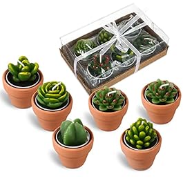 Treela 6 Pcs Succulent...