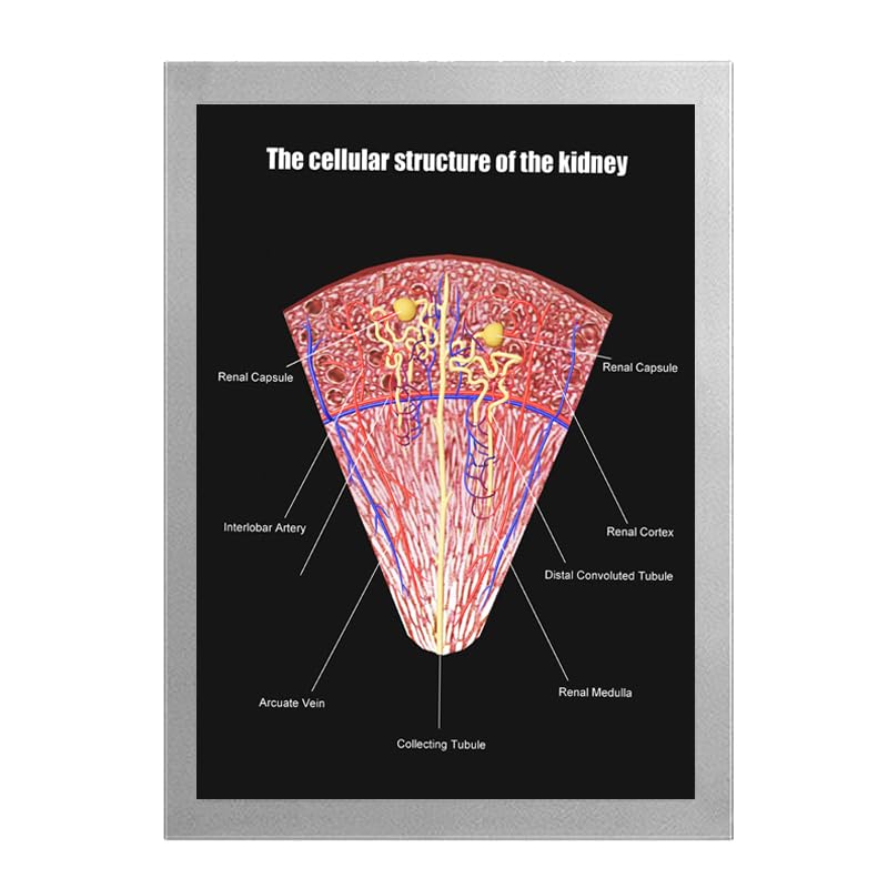 Image of Taanfu Body Educational Learning Anatomy Posters ，cellular structure Art Kidney Villi Anatomy Art Poster Digestive System Organs Illustration Small Intestine Physiology Anatomy Wall Art Villi
