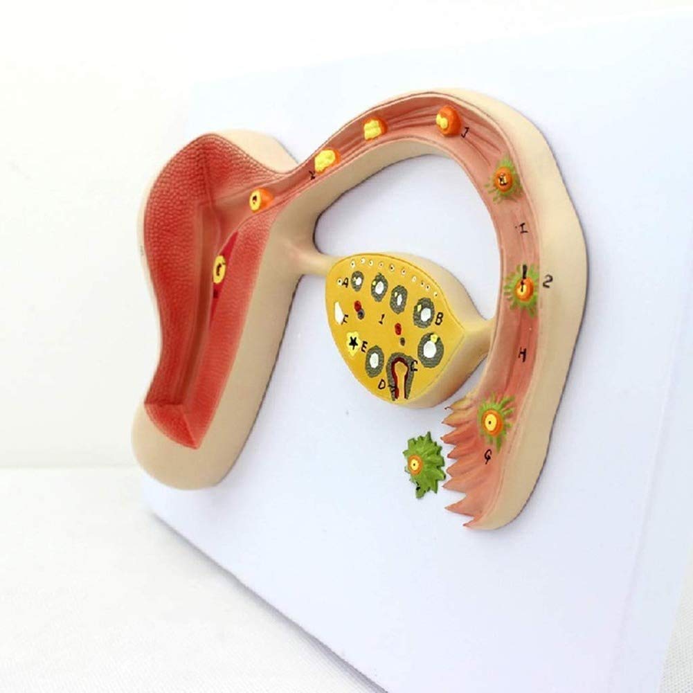Modello educativo Modello anatomico del processo di Formazione di Uova fecondate - Kit di Formazione per la Riproduzione scientifica, Materiale di Laboratorio