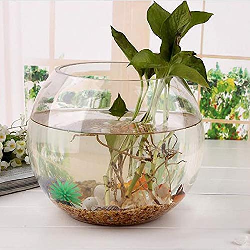 Buy Essjay Botanic Fish Bowl/Flower Vase, Flower Pot/Glass Vase for
