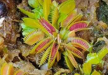Venus Fly Trap (Live Carnivorous Plant, Rare Exotic Plant