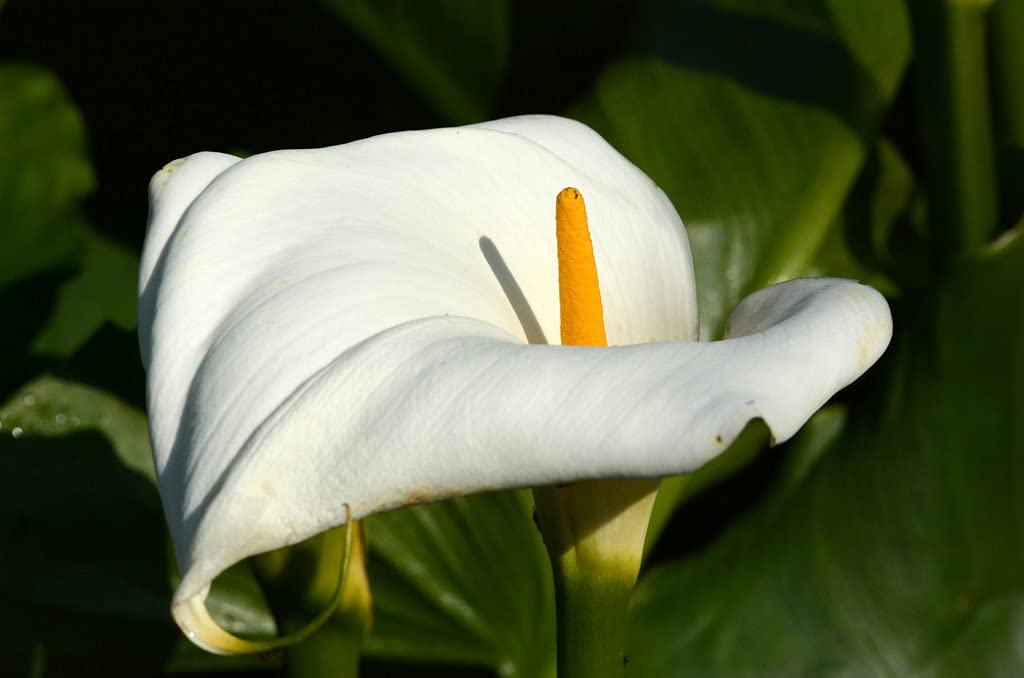 Bloomique - Set de 3 - Zantedeschia aethiopica - Cala blanca - Plantas de estanque - Resistente al frío - Altura 10-20 cm - Maceta 9 cm