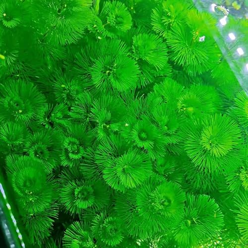 wasserpflanzen aquarium echt samen, wasserpflanzen samen für aquarium aquarienpflanzen samen gartendeko für draußen dekopflanzen aquarium pflanzen samen, deko pflanzen wasserpflanzen 1000pcs