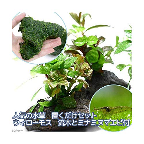 ミナミヌマエビの通販 価格比較 価格 Com