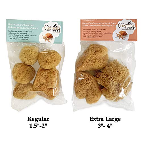 Constantia Pets Hermit Crab Real Sea Sponges - 5 Pack Unbleached, Provides Nutrients, Safer Drinking and Helps Maintain… - Image 8