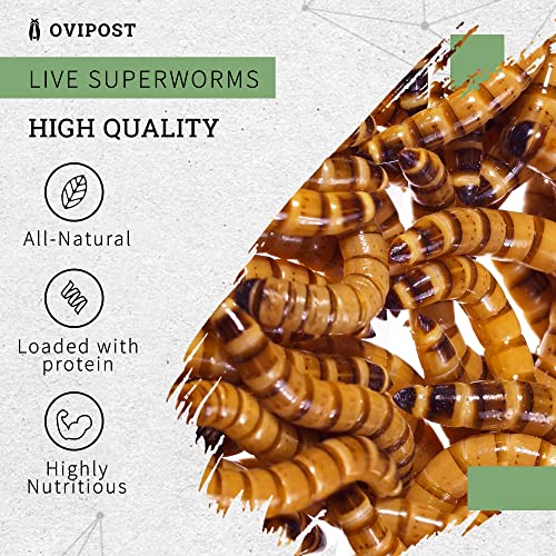 OVIPOST Live Superworms | 250 Count | Superworms Live for Reptiles, Large Bulk Arrival of Morio Super Worms Live Feed for Bearded Dragon, Lizard, Fish and Pet Food, 2 Inches Long - Image 3